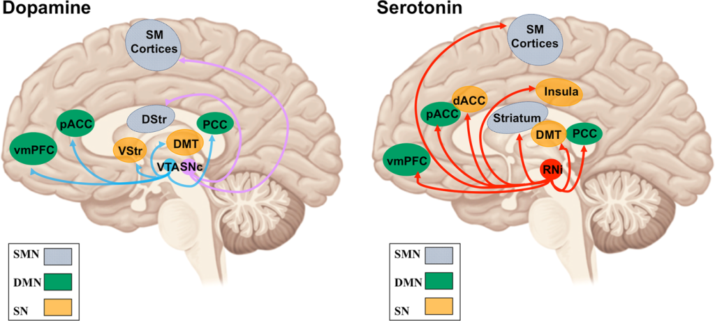 How Functional Mushrooms Affect Neurotransmitters Like Serotonin and Dopamine