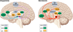 How Functional Mushrooms Affect Neurotransmitters Like Serotonin and Dopamine