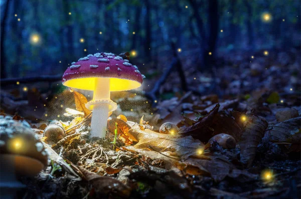 Functional Mushrooms and Meditation: Enhancing Mind-Body Practices