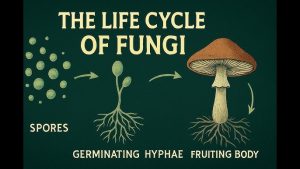 Shroom,Magic Mushrooms,Cannabis,Schwifty Labs