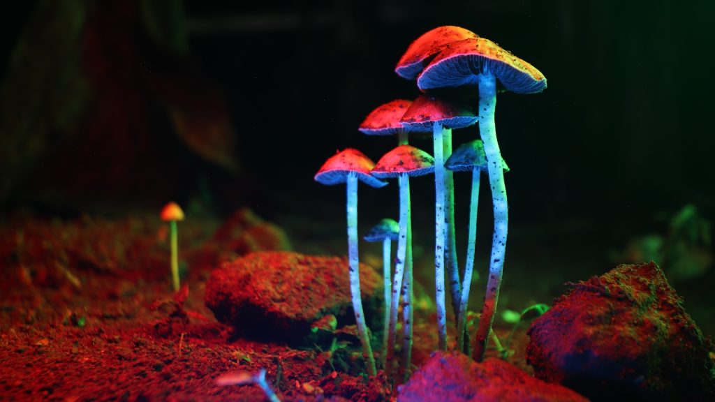 The Role of the Endocannabinoid System in Stress Adaptation