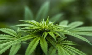 Balancing Daily Function and Conscious Exploration with Cannabis Microdosing
