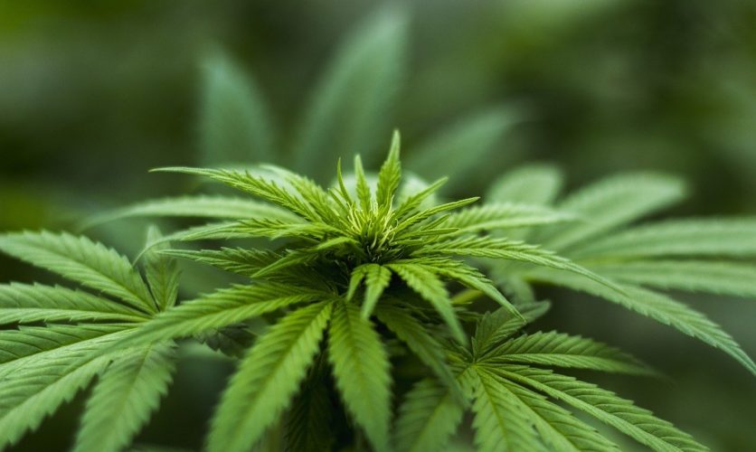 Balancing Daily Function and Conscious Exploration with Cannabis Microdosing
